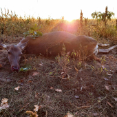 Jelenica pri východe slnka