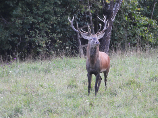 Jelenia ruja