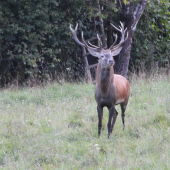 Jelenia ruja