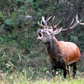 Ručiaci kráľ