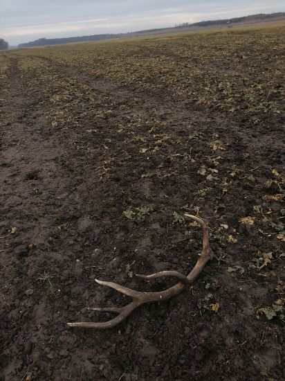 Prvý tohtoročný na repke