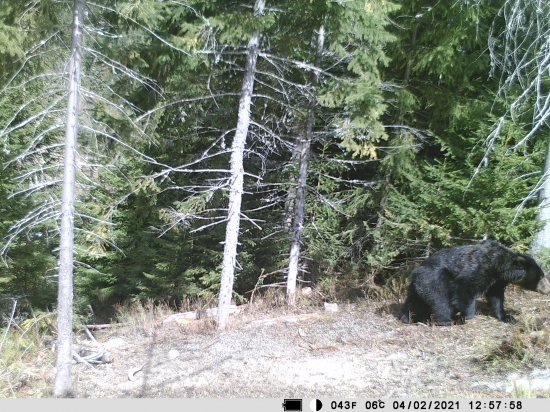 kde sa tu vzal BARIBAL ?