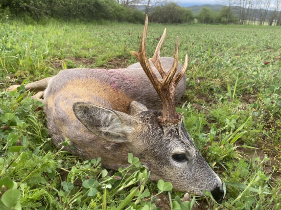 Prvý srnec tejto sezóny