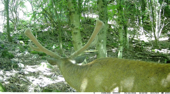 krásny jelienok bude