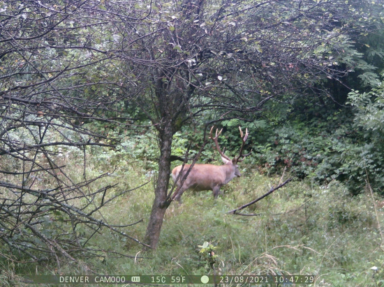 kamos 14 torak…ved odhad ??