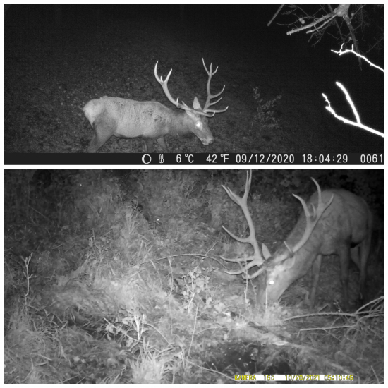 o rok srarsi ,krajsi…