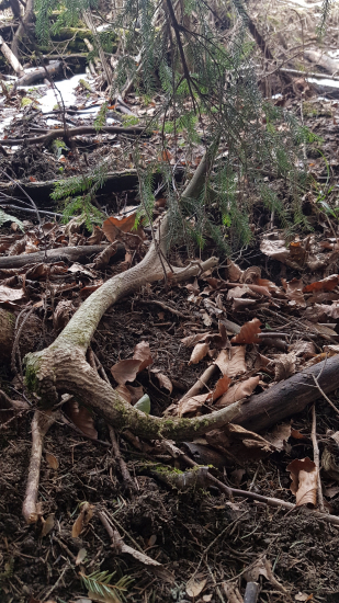 č.3, 27.3. 2021 Starý osmák