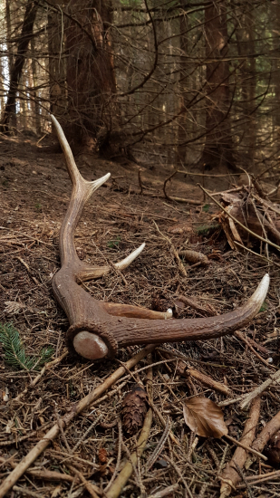 č.4, 27.3. 2021 Srdce podskočilo :)