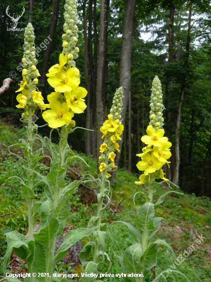 Divozel