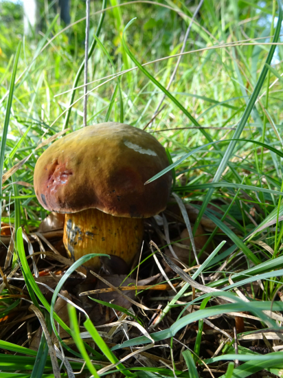 Modráčik v tráve...