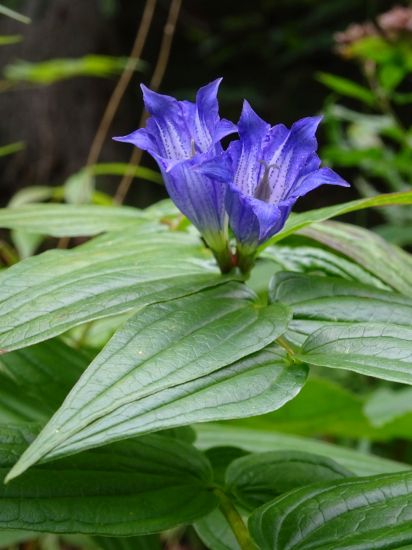 Horec luskáčovitý