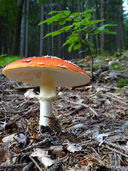 Červená kráska...