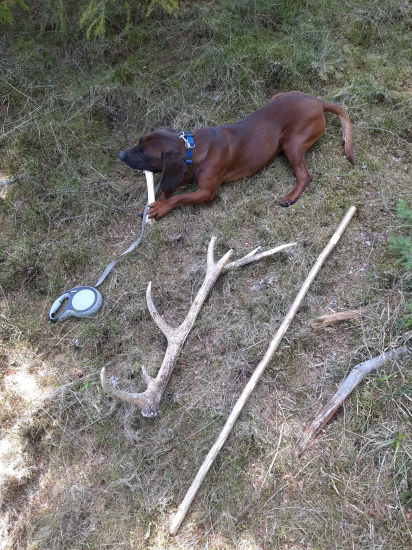 Každý ma svoju kosť