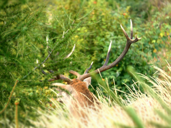 Mohla to byť dobrá fotka