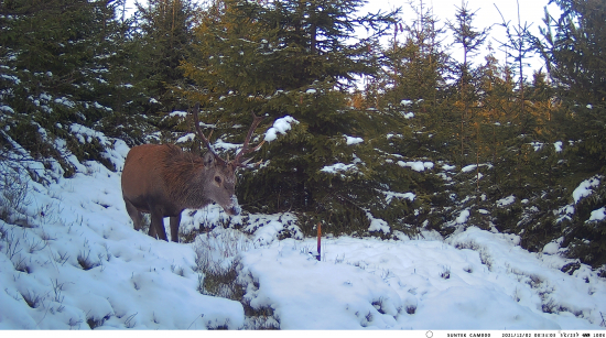 Wildlife