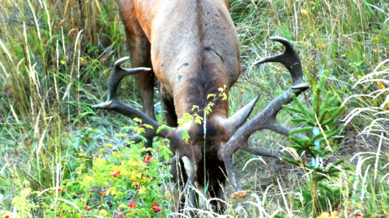 Prišiel na rujovisko