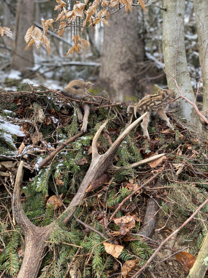 Korunáč spolu s diviakmi