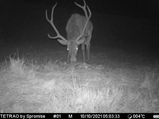 Ukazkovy vyrad starsieho jelena