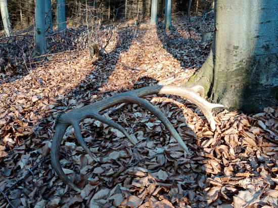 Vôňa na prvého marca