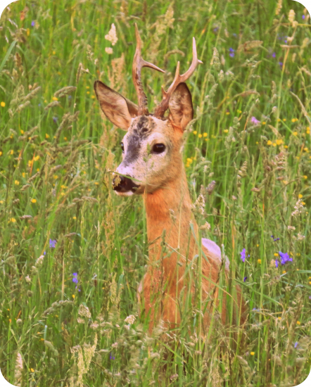 Capreolus capreolus