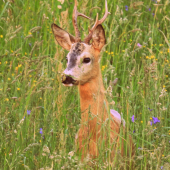 Capreolus capreolus