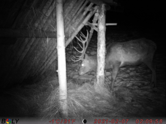 Koľko mu tipujete ?