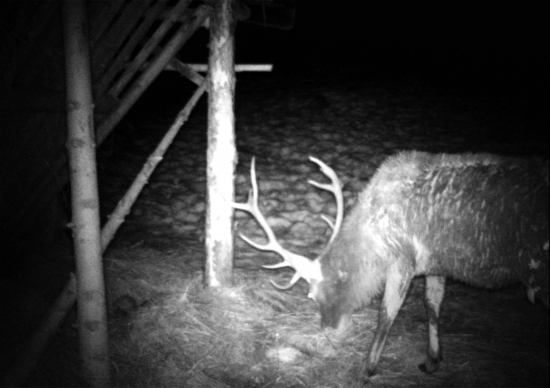 Mohol by nechať odmenu za kŕmenie