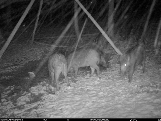 Už sa na ne teším