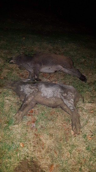 2 rany 2 kančekovia