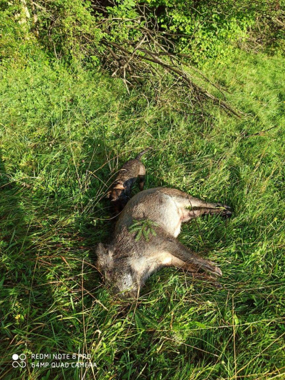 10ty na rannom pirši