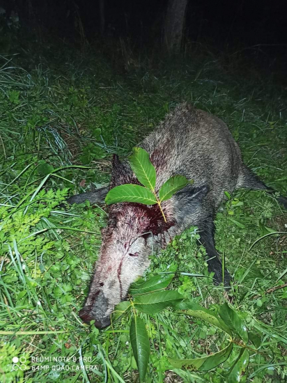 Pod slivkou za uško