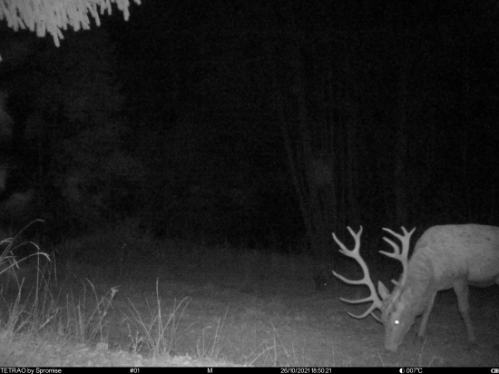 Nepravidelný 16torak