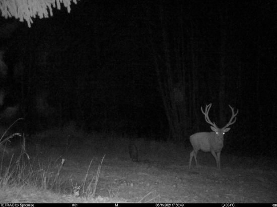 Pravidelný 14 torak