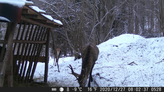 nádejný 2 či 3 parožie ?