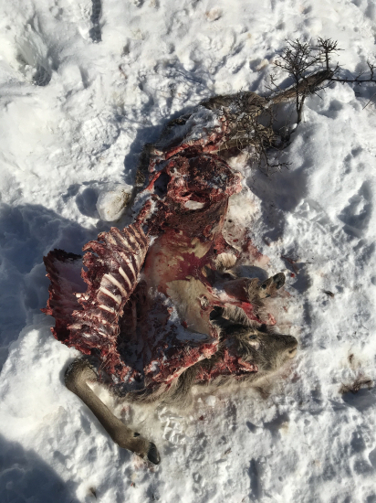 Vlčkovia a ich práca