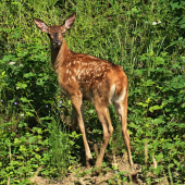 Jelenča