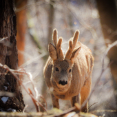 Srnček v slnečných lúčoch