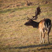 Čoskoro bez svojej ozdoby