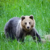 V medvedej spoločnosti