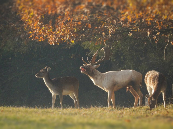 Biely chrkajúci Daniel