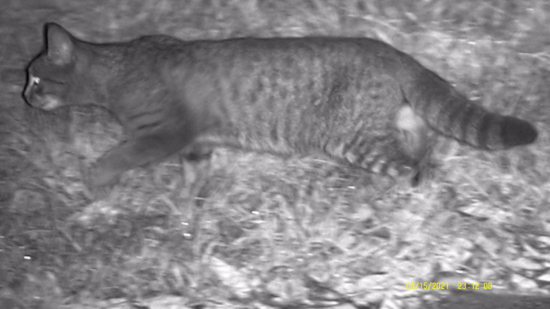 Mačka divá - Na nočnom love