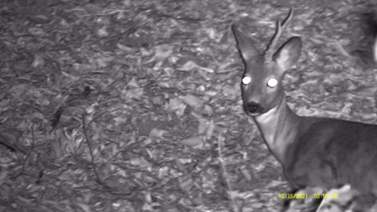 Malý ale milý Jednorožec