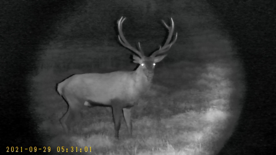 Ruja 2021 - Retro Foto 2