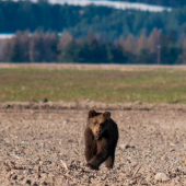 Poloslepý poľný medvedík