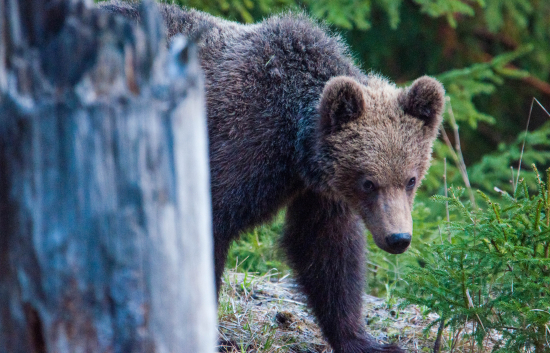Ostrý macko