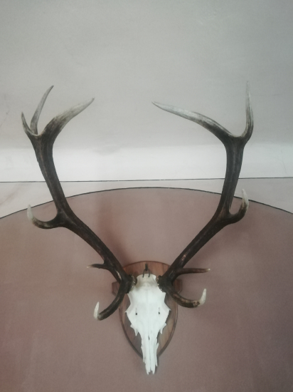 Zrazený vlakom. Nakoniec skončil u mňa nad krbom.