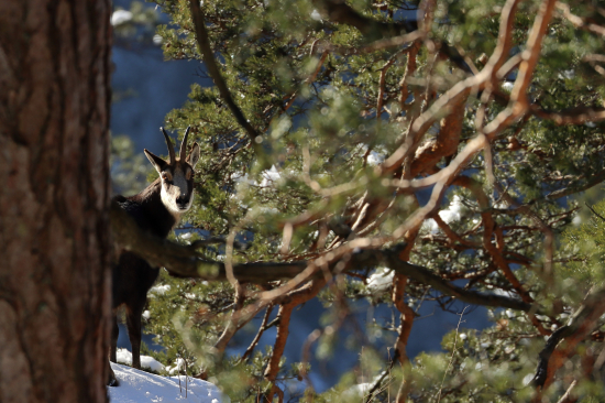 Rupicapra rupicapra rupicapra