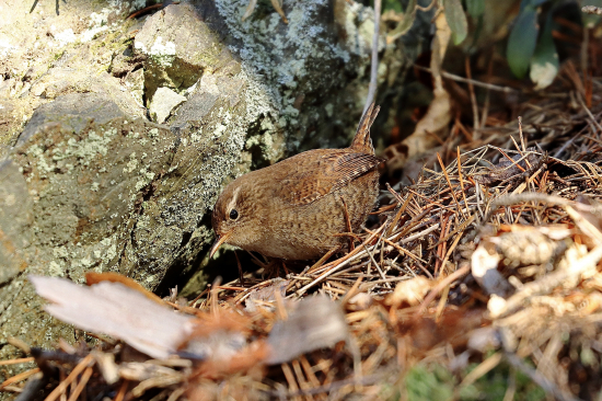 Oriešok hnedý/obyčajný (Troglodytes troglodytes)