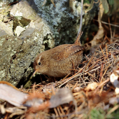 Oriešok hnedý/obyčajný (Troglodytes troglodytes)