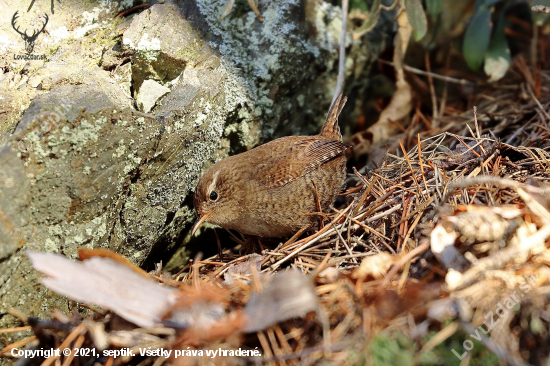 Oriešok hnedý/obyčajný (Troglodytes troglodytes)